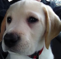 Diesel - Boring, Oregon