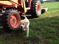 Diesel - Boring, Oregon