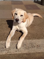 Diesel - Boring, Oregon