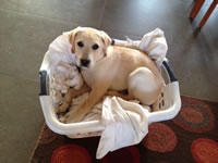 Diesel - Boring, Oregon