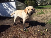 Lily - Ashland, Oregon