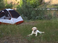 Lily - Ashland, Oregon