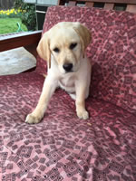 Lily - Ashland, Oregon