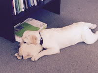 Sadie - Portland, Oregon